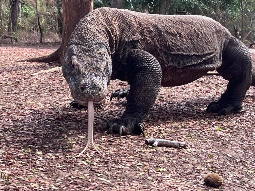 komodo tour