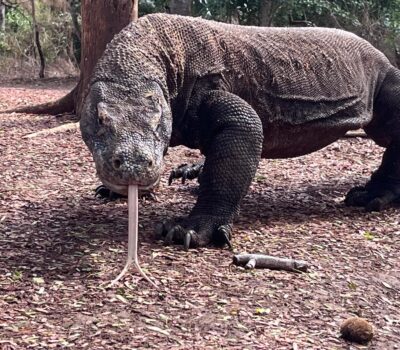 komodo tour